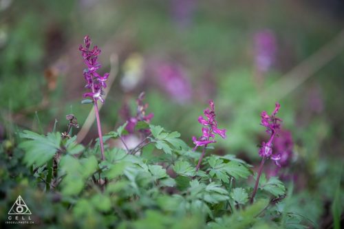 La Vadrouille de Choulex - 08.03.2026