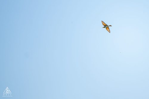 Z8Z 9035