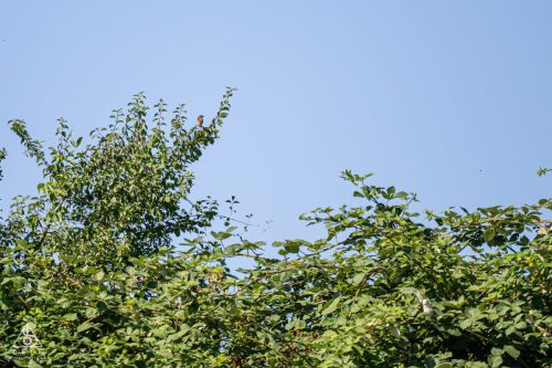 Z8Z 8943