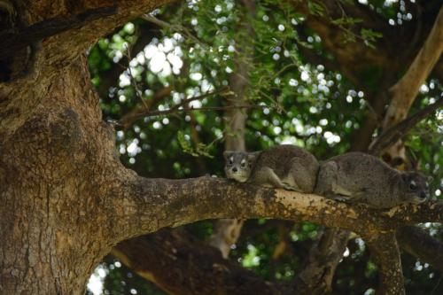 Southern yellow-spotted hyrax