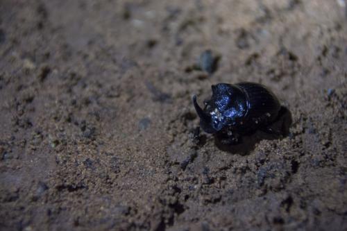 Nursing dung beetle