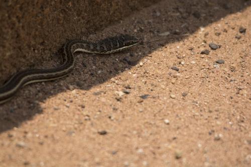 Western striped-bellied sand snake