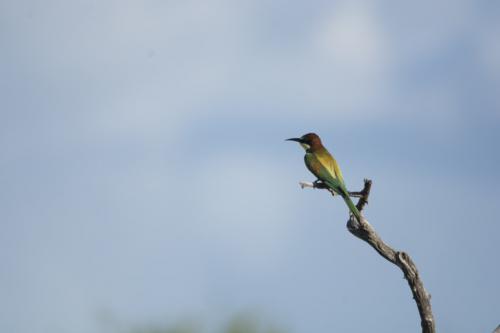  European bee-eater