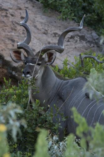Great kudu