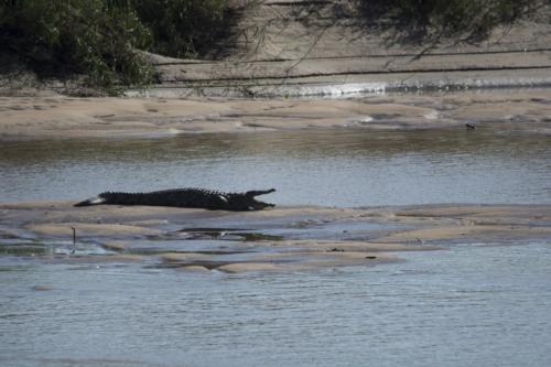 Nil crocodile
